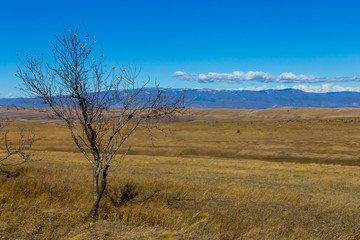 Georgia landscape, fields and mountains, sunny weather, one tree