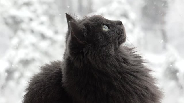 Grey domestic cat (Nebelung breed female) is observing snowflakes outside the window.