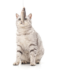 Fototapeta premium Cat eats fish.