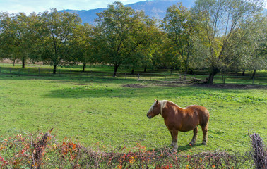 Naklejka premium Pony en los alpes franceses
