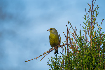 green bird on a branch. bird