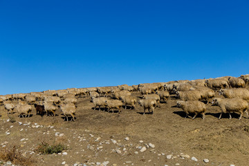 Fototapeta na wymiar Landscape with herd grazing on background of blue sky, georgia, nobody, sunny