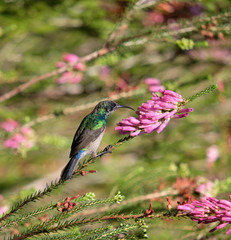 Southern Double collared Sunbird sitting on a erica bush in bloom, feeding. Blurry background