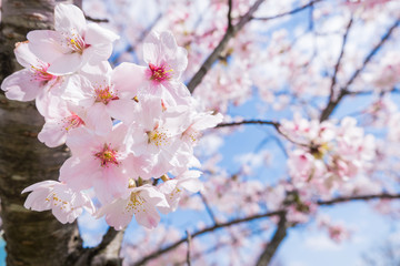 Beautiful cherry blossom with blue sky background. Sakura flower.