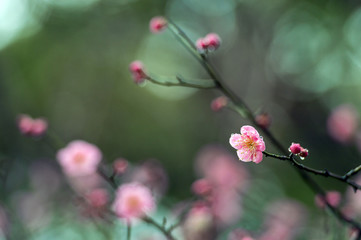 紅梅のイメージ