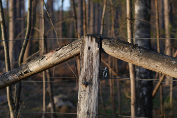 Holzzaun vor Wald