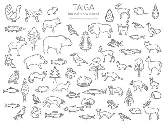 Taiga biome, boreal snow forest thin simple line design. Terrestrial ecosystem world map. Animals, birds, fish and plants infographic elements