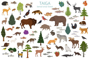 Taiga biome, boreal snow forest. Terrestrial ecosystem world map. Animals, birds, fish and plants infographic design