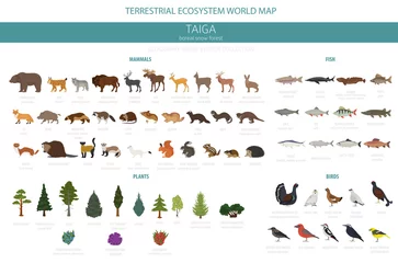 Foto op Aluminium Taiga biome, boreal snow forest. Terrestrial ecosystem world map. Animals, birds, fish and plants infographic design © a7880ss