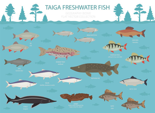 Taiga biome, boreal snow forest. Terrestrial ecosystem world map. Animals, birds, fish and plants infographic design