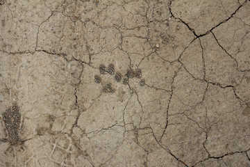 Animal footprint on the dry mud