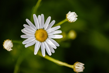 Fototapeta premium Daisy white flower