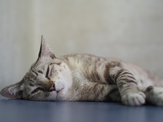 cat lying on bed