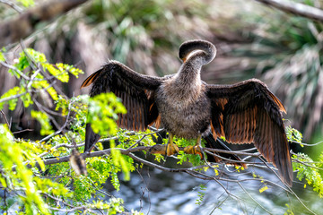 Great Blue Heron standing on a tree in Florida Everglades. Ardea herodias