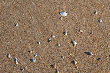Fototapeta na wymiar Various colorful shells on the sand, Baltic Sea