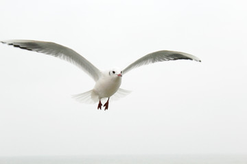 Flying bird on the white background 