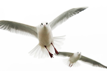 Flying birds. Beautiful white seagulls.