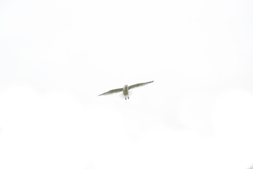 Seagull in the sky. White background. Flying birds