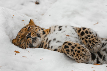 Amur leopard sleeps (rests) in the snow, the animal comfortably collapsed and relaxed,
