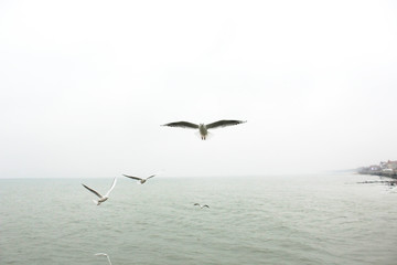 Seagull in the sky. White background. Flying birds