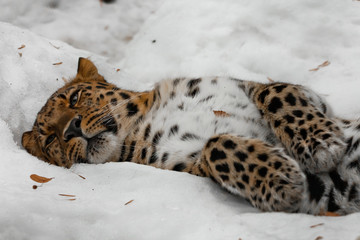 Amur leopard sleeps (rests) in the snow, the animal comfortably collapsed and relaxed,