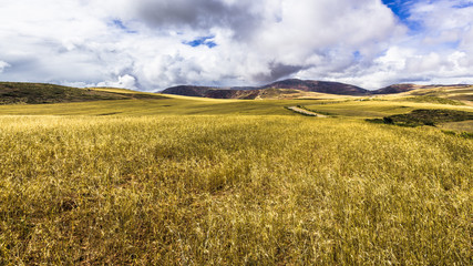 Wheat field in the Andes