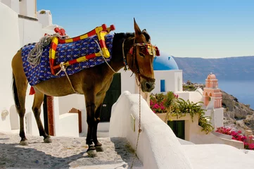 Tuinposter A donkey taxi through the streets of Ios on the island of Santorini, Greece. © Guntherize