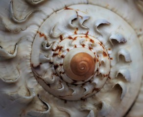 seashell closup in nature