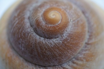 seashell closeup