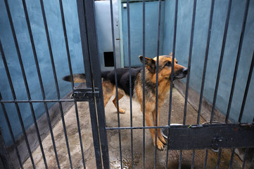At the Canine centre. Old retired police dog (German shepherd) sitting in the aviary