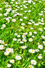 field of daisies