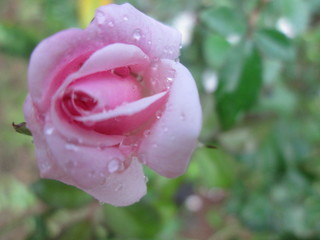 pink rose with water drops