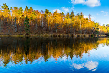 Perfect autumn forest countryside reflected in silent lake water