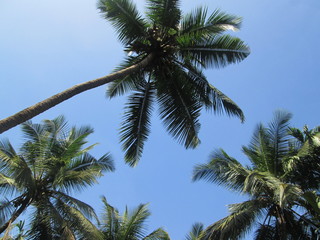 Obraz na płótnie Canvas palm tree with blue sky in background