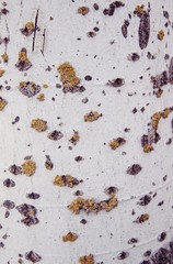 Textura de un árbol, para fondos.