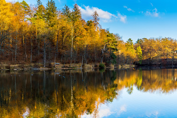 Enchanting reflecting autumn forest countryside mirroring in silent water