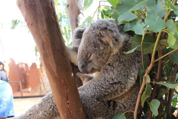 koala in tree