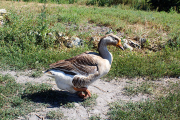 big grey house goose runs along the path on a Sunny day