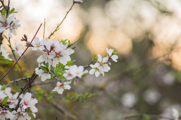 Almond tree flowers bloom background.