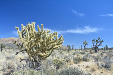 Cholla cactus growing in Mojave dessert in California.