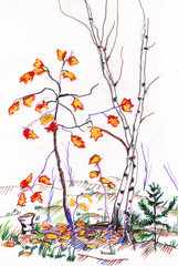 maple and birch in autumn