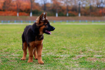 Dog breed German Shepherd