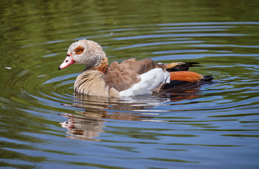 Profile of Egyptian goose (Alopochen aegyptiaca) floating on a pond, with reflection blurred on...