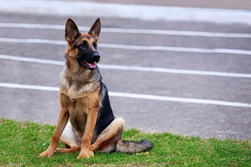 Dog breed German Shepherd
