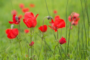 Red poppy background.