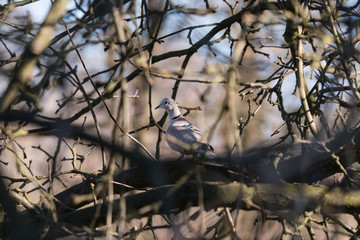 Streptopelia decaocto - turtledove on tree branch.