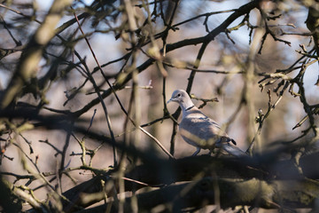 Streptopelia decaocto - turtledove on tree branch.