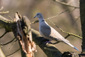 Streptopelia decaocto - turtledove on tree branch.