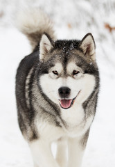 Alaskan Malamute dog on a winter walk in the snow