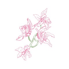 Beautiful vector floral illustration. Green orchid branch with pink flowers in ink, hand drawn